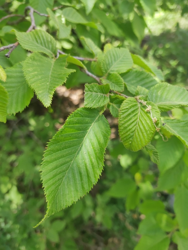Ostrya carpinifolia photo 7