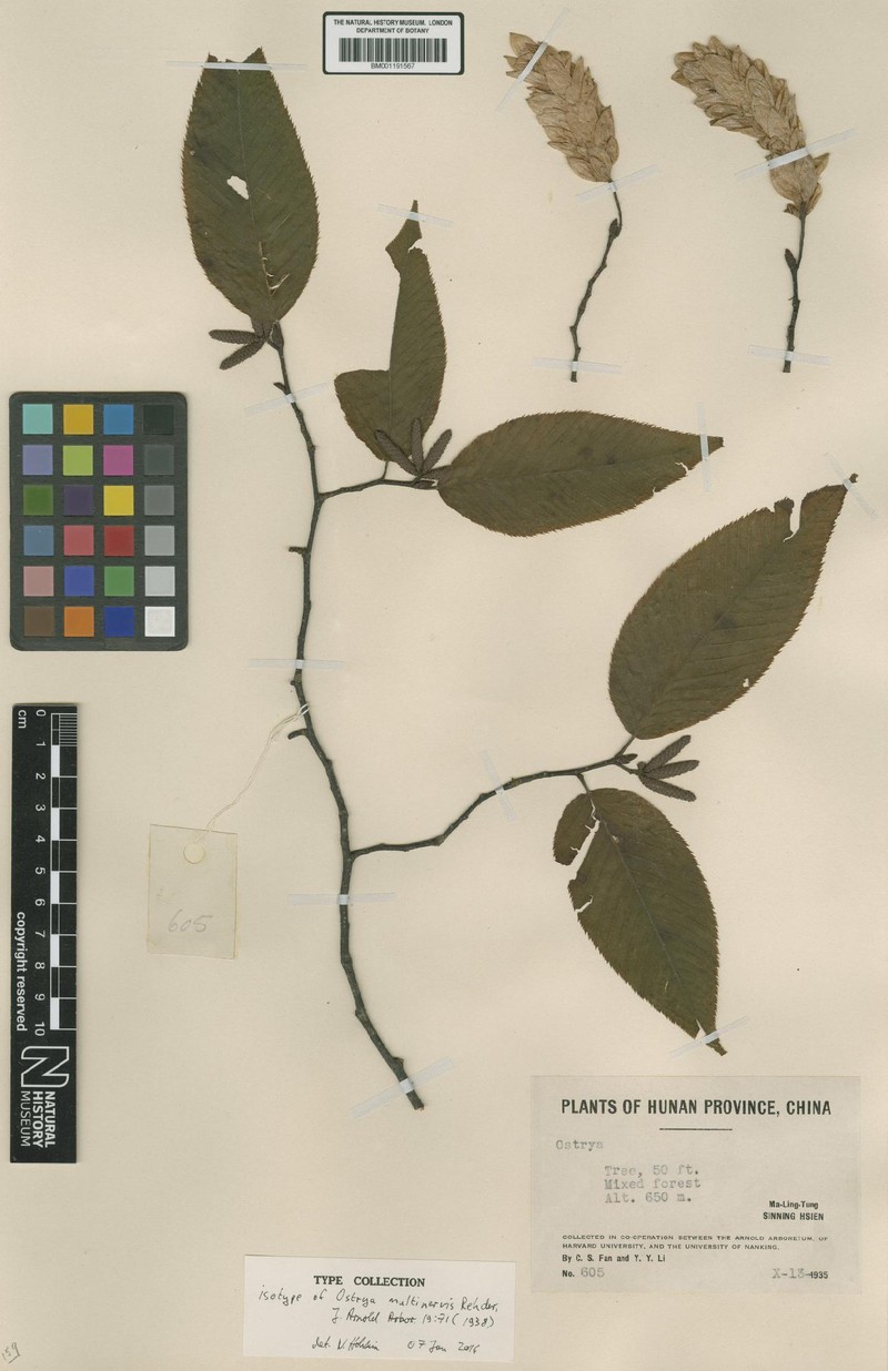 Ostrya chinensis