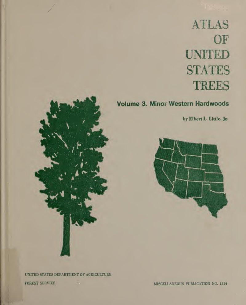 Chisos Hophornbeam