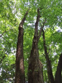 Ostrya japonica