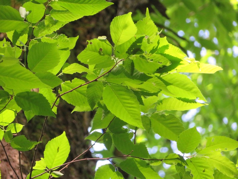 Ostrya japonica photo 2