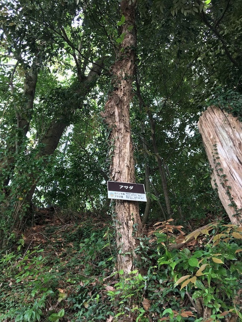 Ostrya japonica photo 4