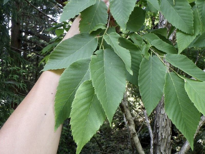 Ostrya japonica photo 5