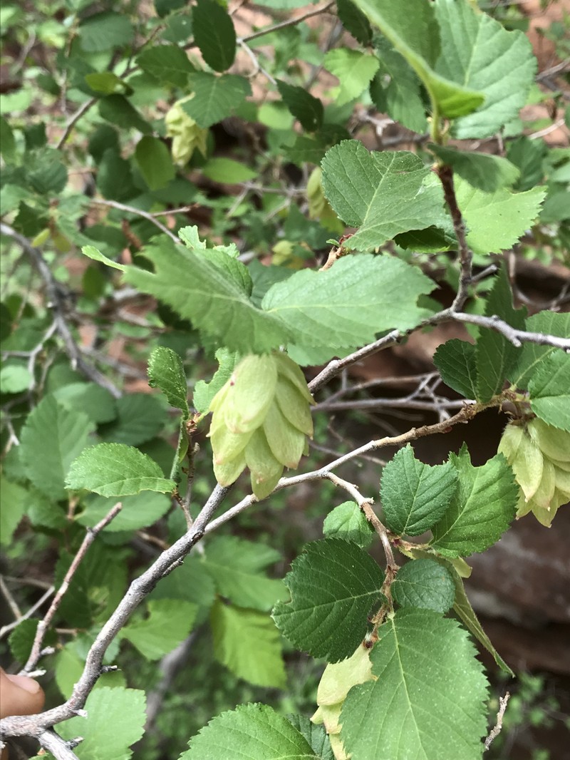 Knowlton's Hophornbeam