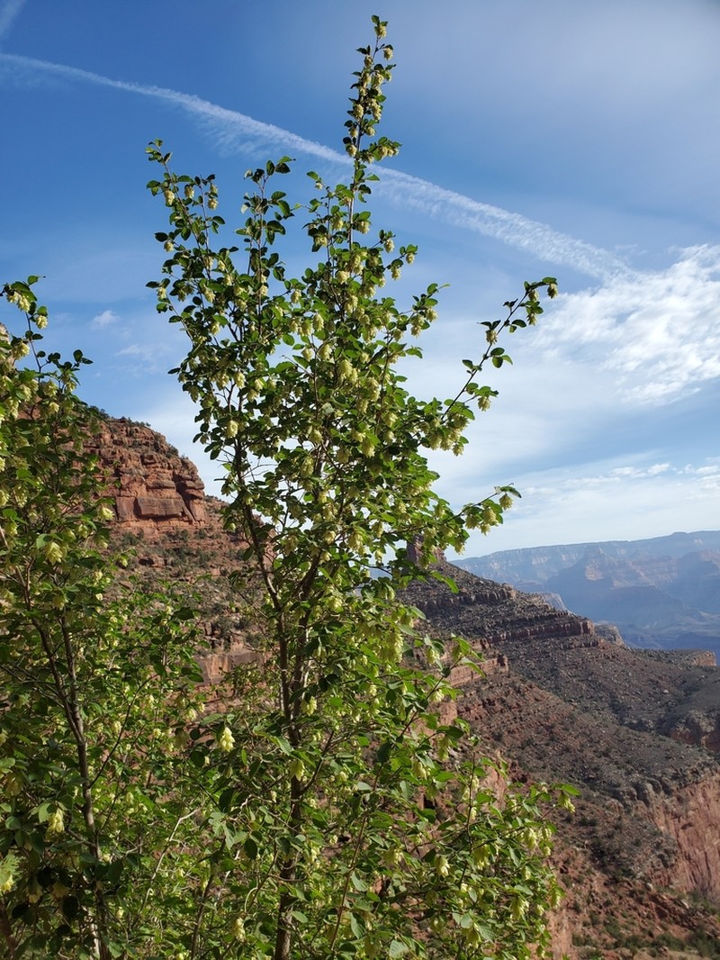 Chisos Hophornbeam photo 2
