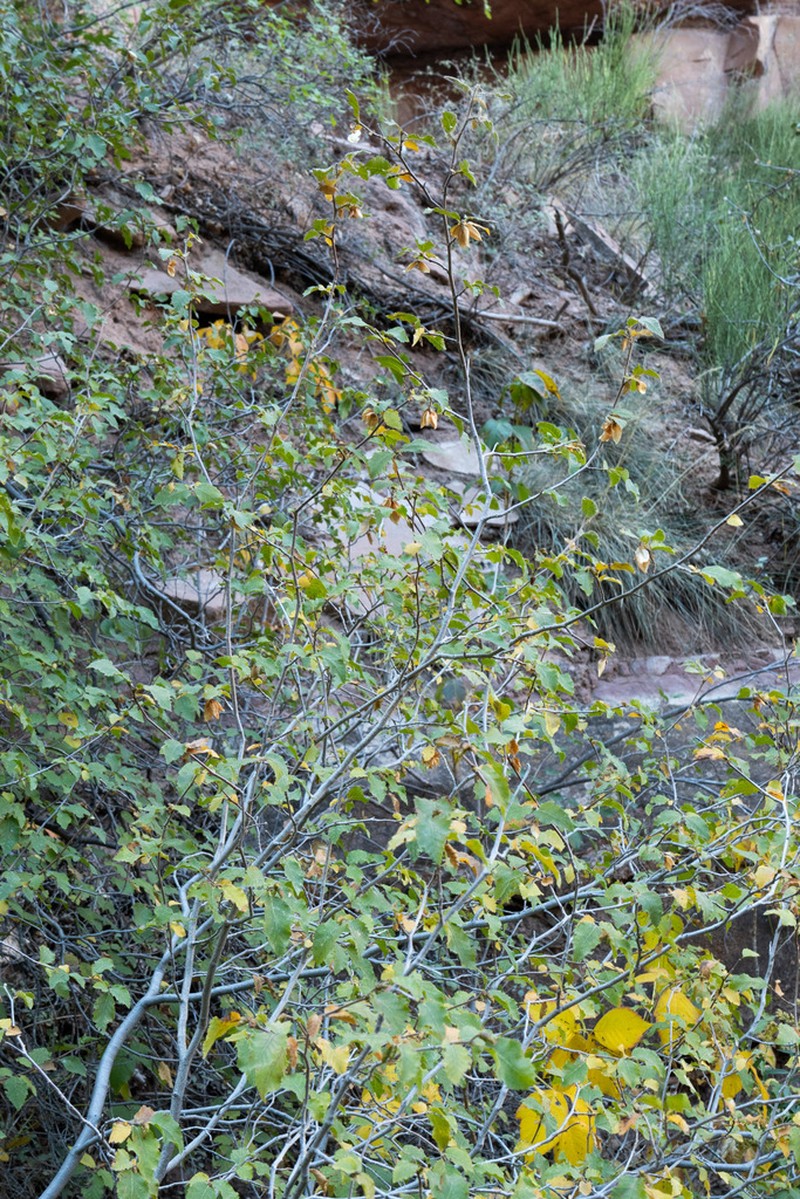 Chisos Hophornbeam photo 7