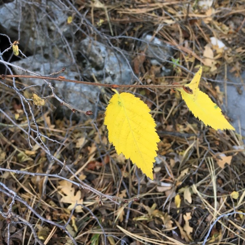 Knowlton's Hophornbeam photo 4