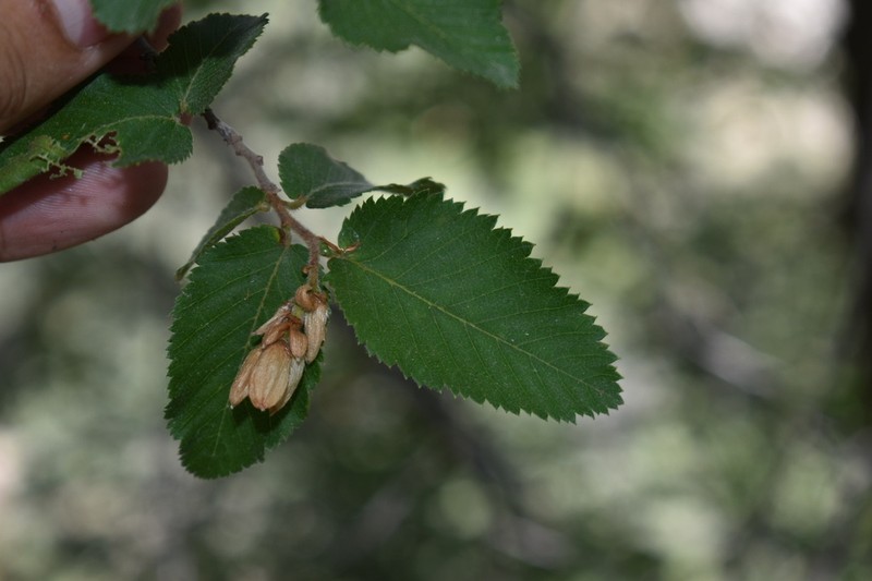 Knowlton's Hophornbeam photo 5