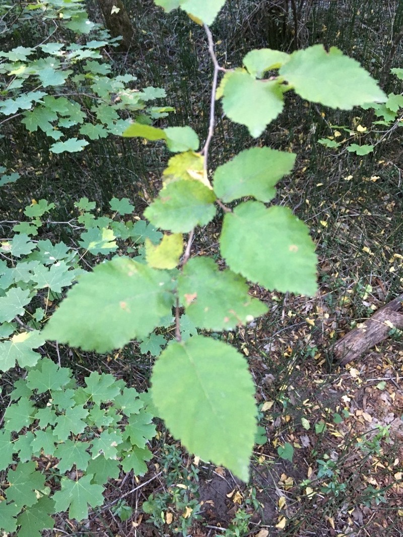 Knowlton's Hophornbeam photo 6