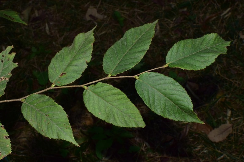 Ostrya rehderiana photo 2