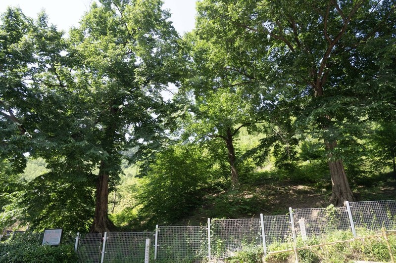 Ostrya rehderiana photo 3