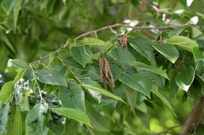 Ostrya rehderiana photo 4