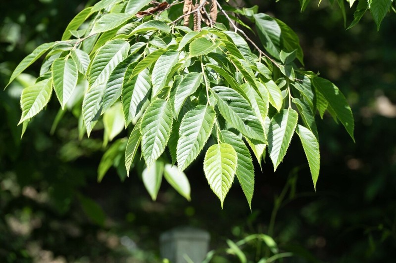 Ostrya rehderiana photo 5