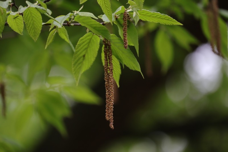 Ostrya rehderiana photo 7