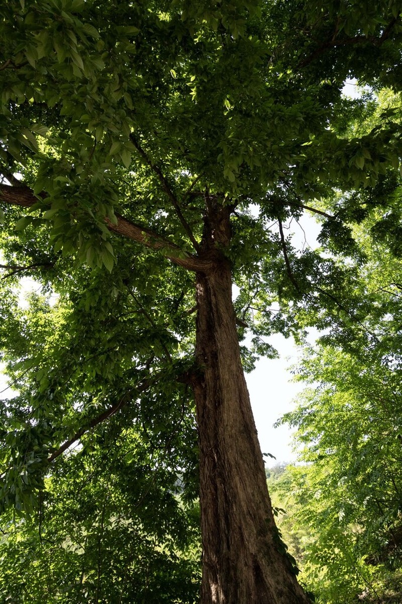 Ostrya rehderiana photo 8