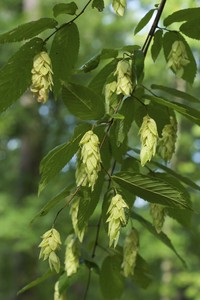 Hophornbeam