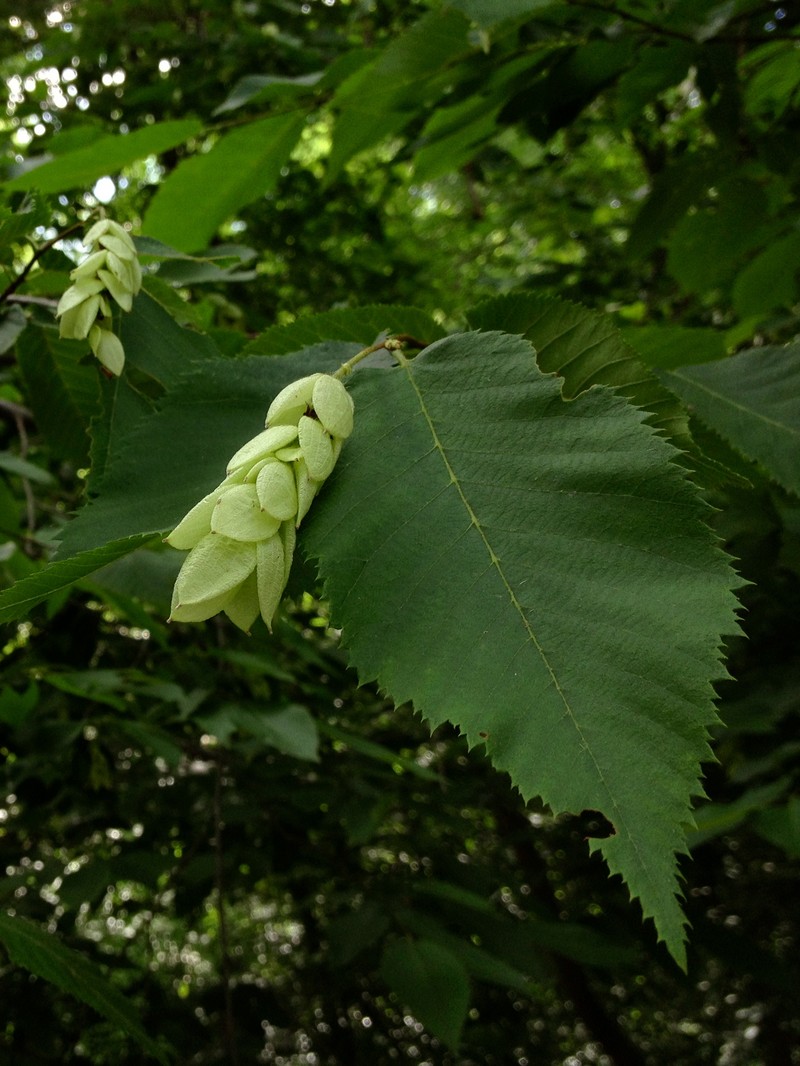 Hophornbeam photo 2