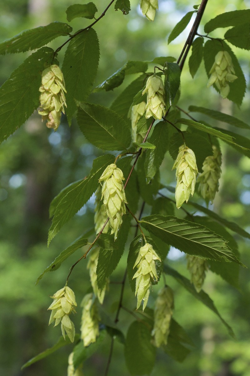 Hophornbeam