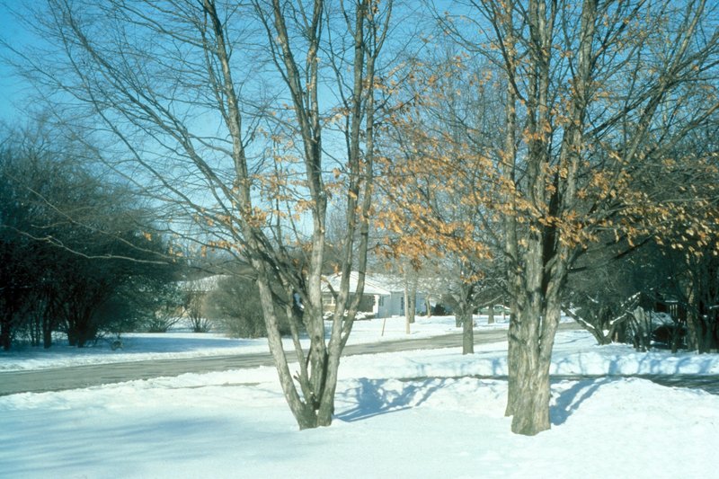 Hophornbeam photo 7