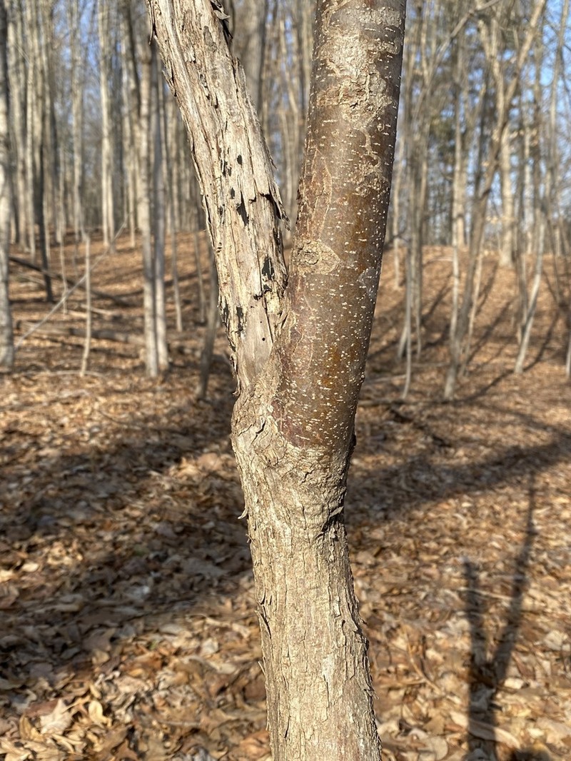 Hophornbeam photo 6