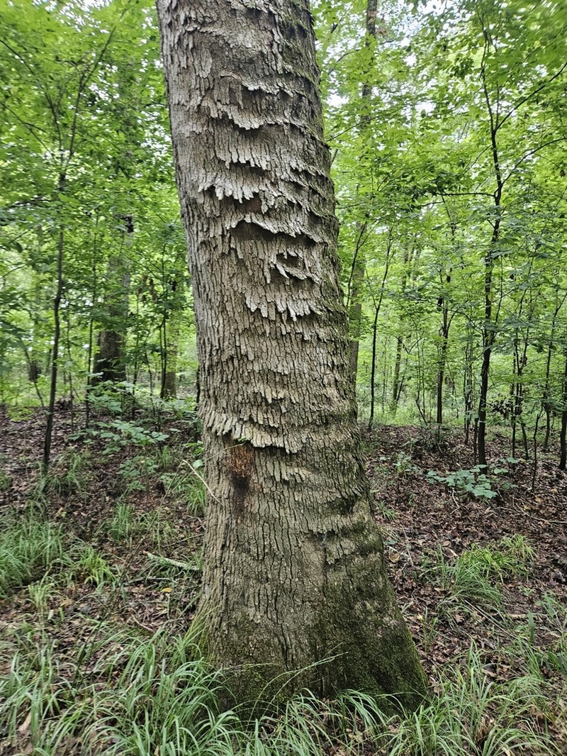 Hophornbeam photo 7