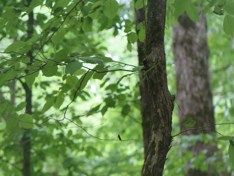 Hophornbeam photo 8