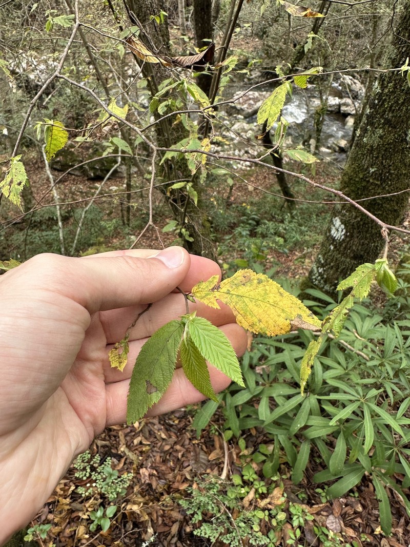 Ostrya virginiana subsp. guatemalensis