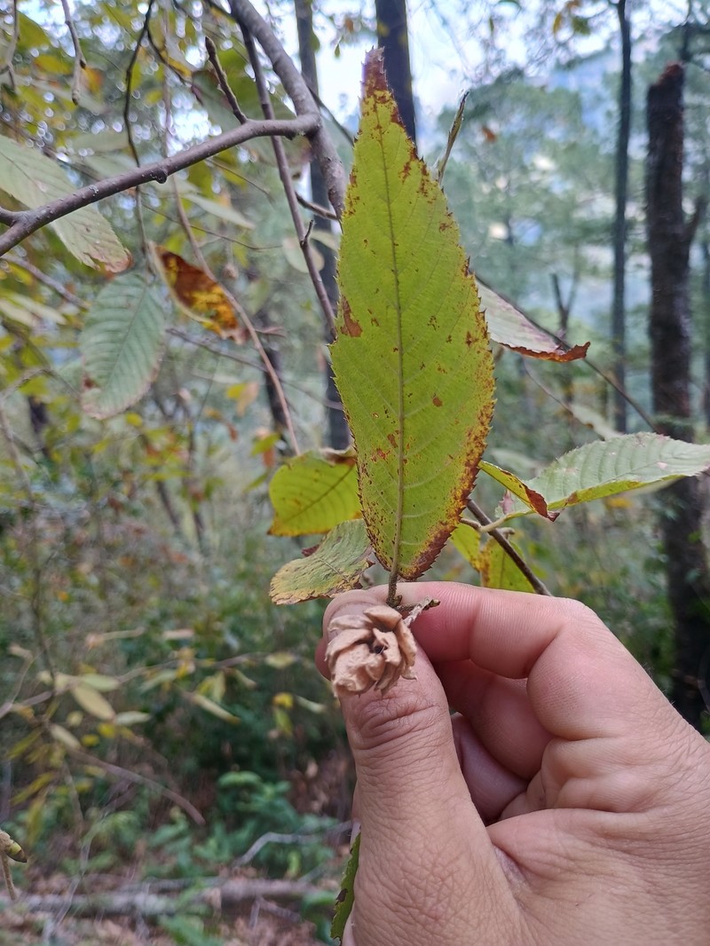Ostrya virginiana subsp. guatemalensis photo 2