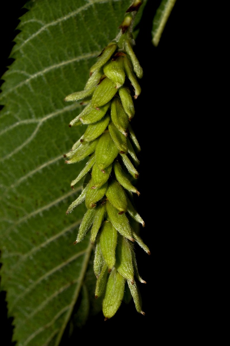 Ostrya virginiana subsp. guatemalensis photo 3