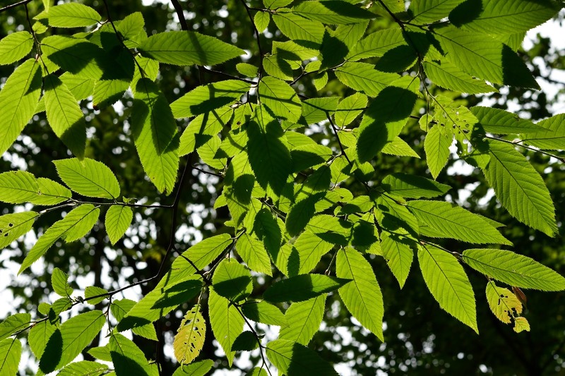 Ostrya virginiana subsp. guatemalensis photo 4