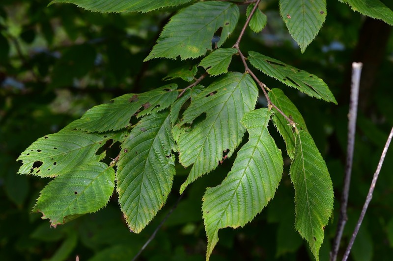 Ostrya virginiana subsp. guatemalensis photo 5
