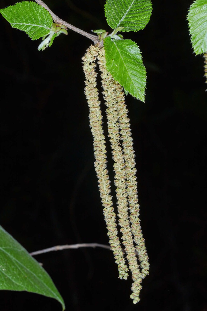 Ostrya virginiana subsp. guatemalensis photo 6