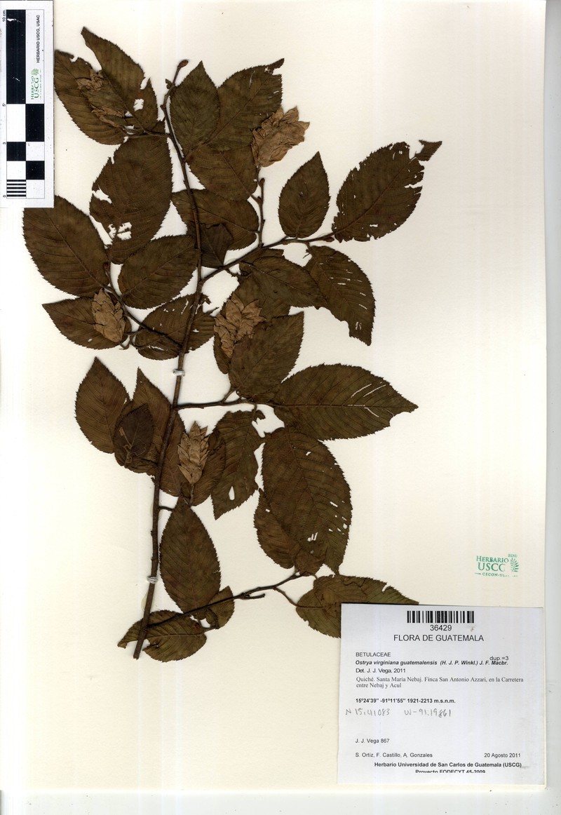 Ostrya virginiana subsp. guatemalensis photo 7