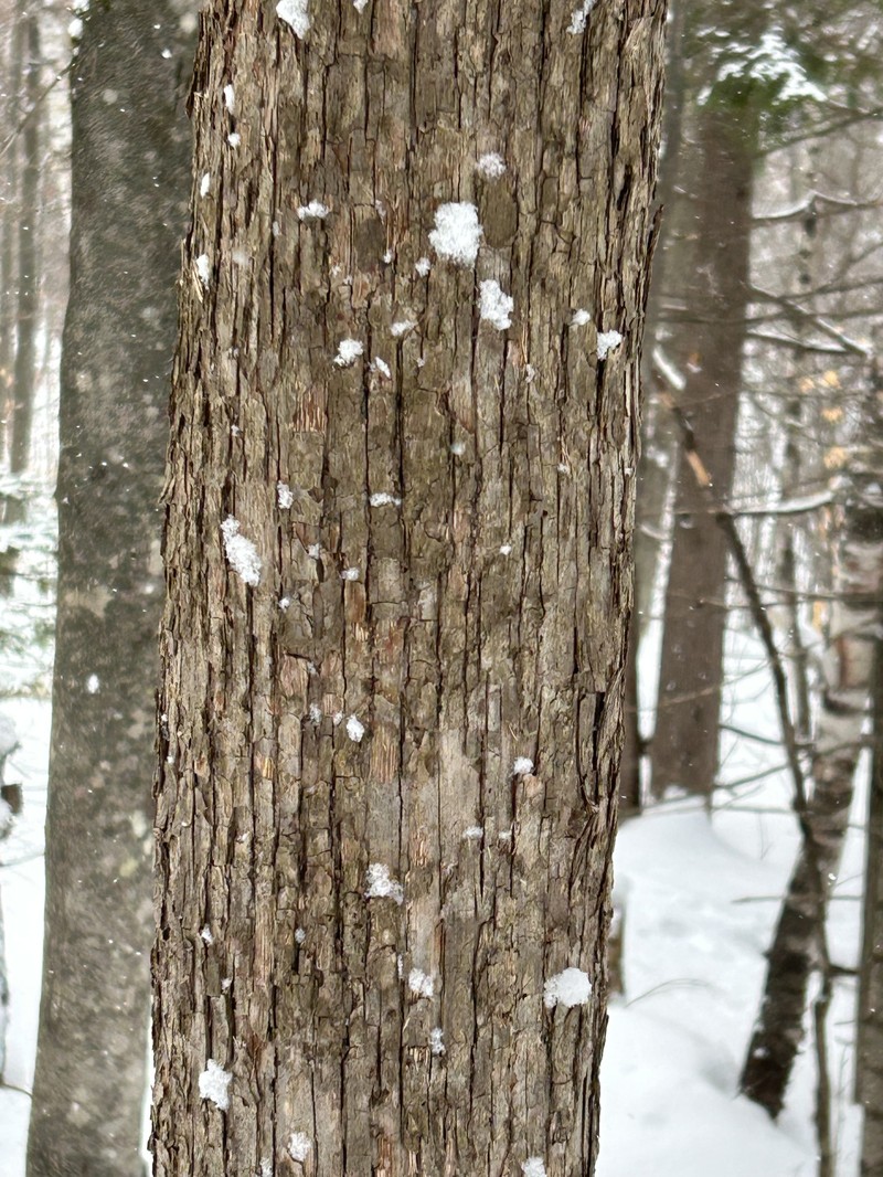 Ostrya virginiana subsp. virginiana