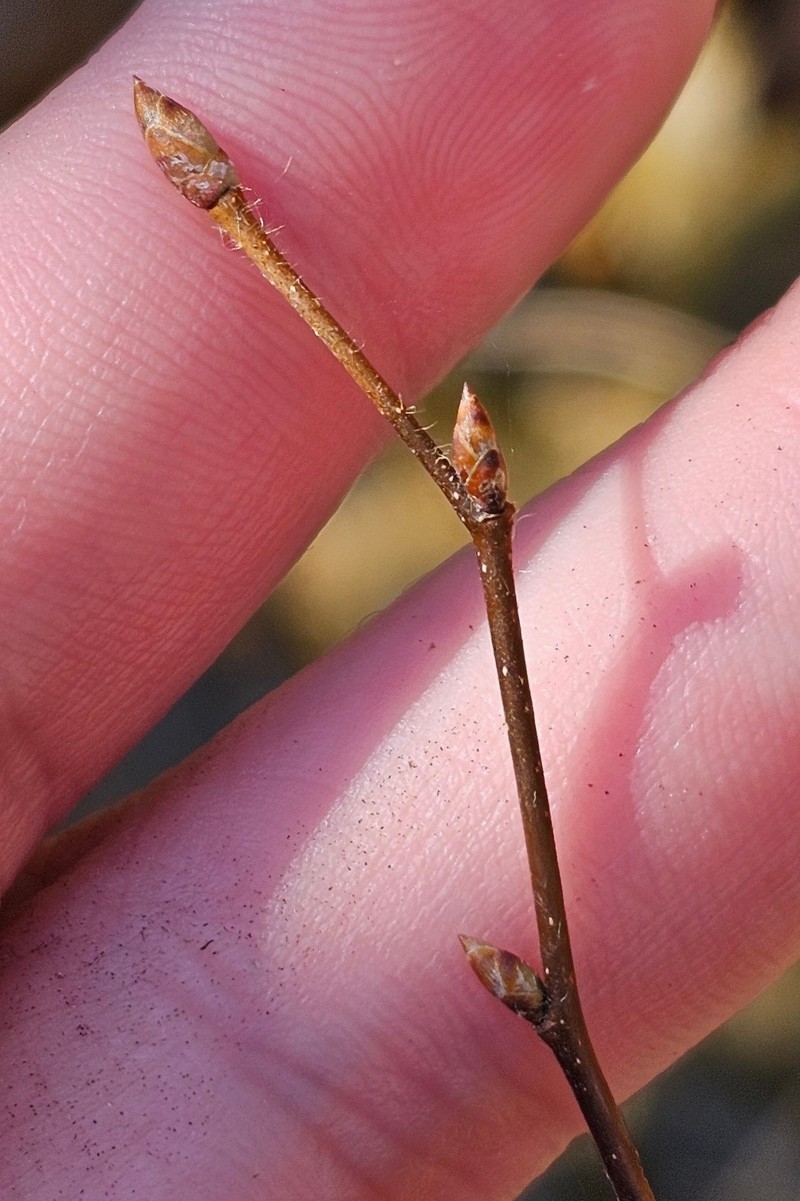 Ostrya virginiana subsp. virginiana photo 3