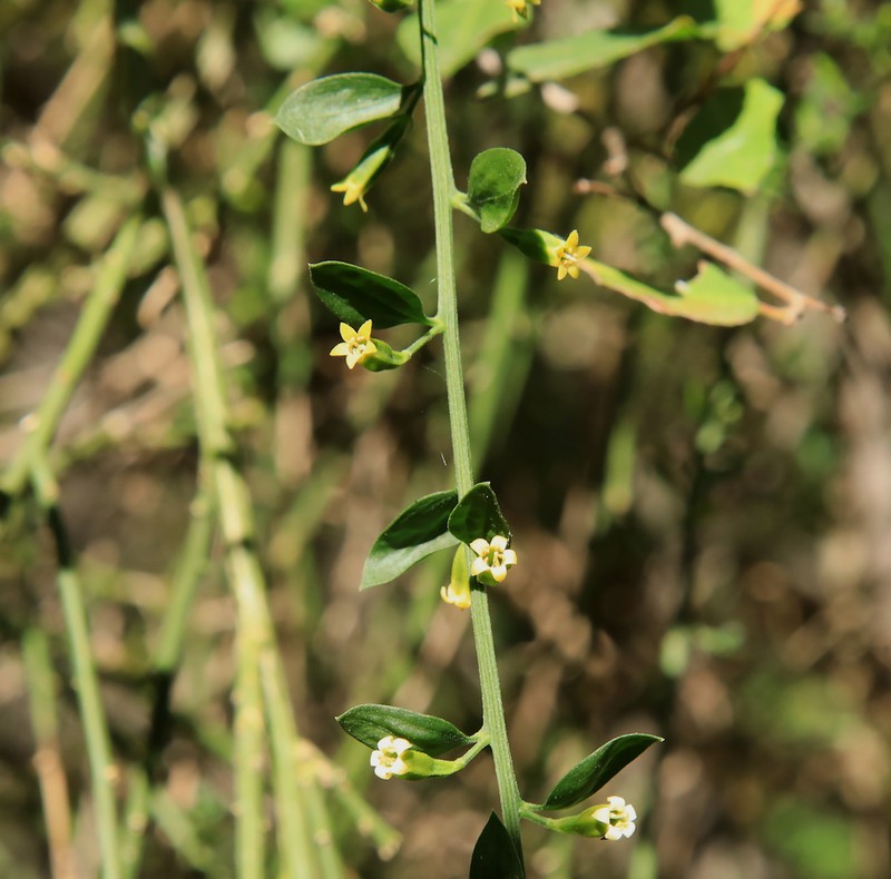 Osyridicarpos schimperianus photo 2
