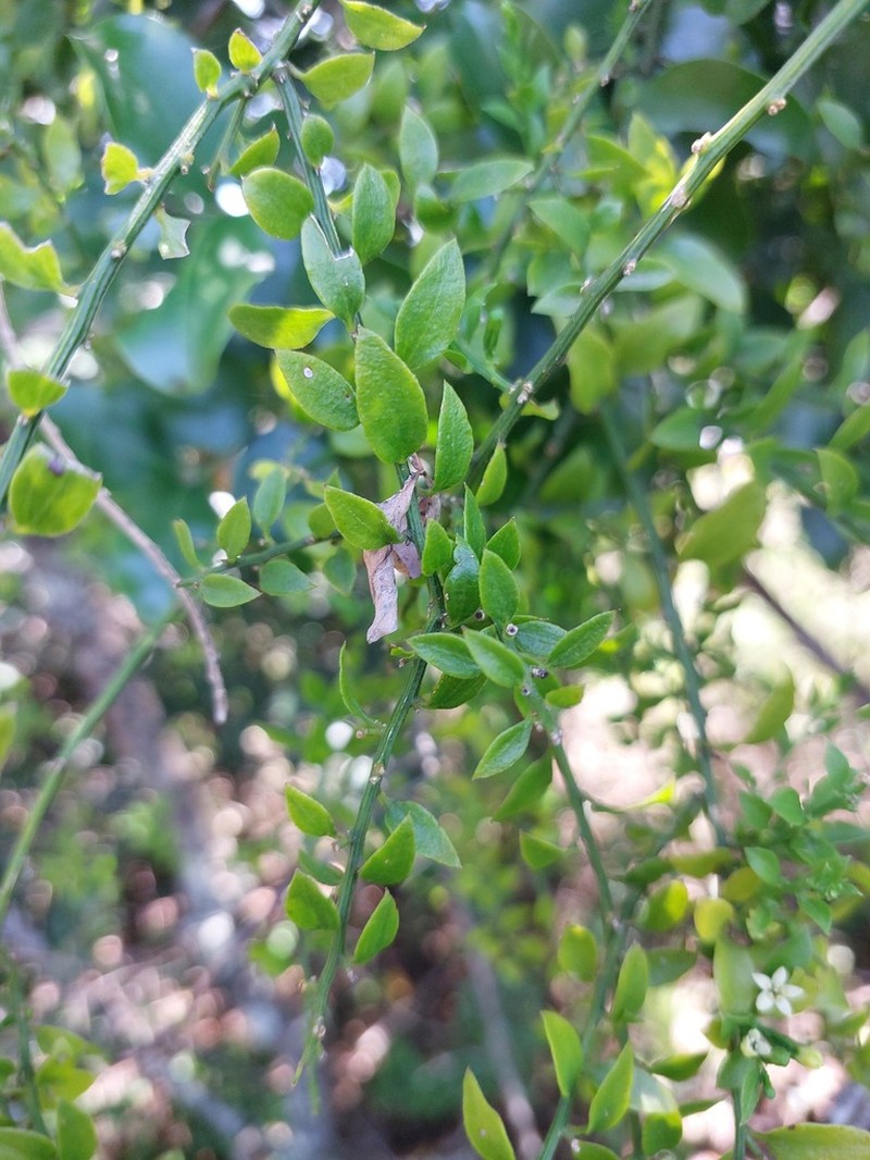 Osyridicarpos schimperianus photo 3