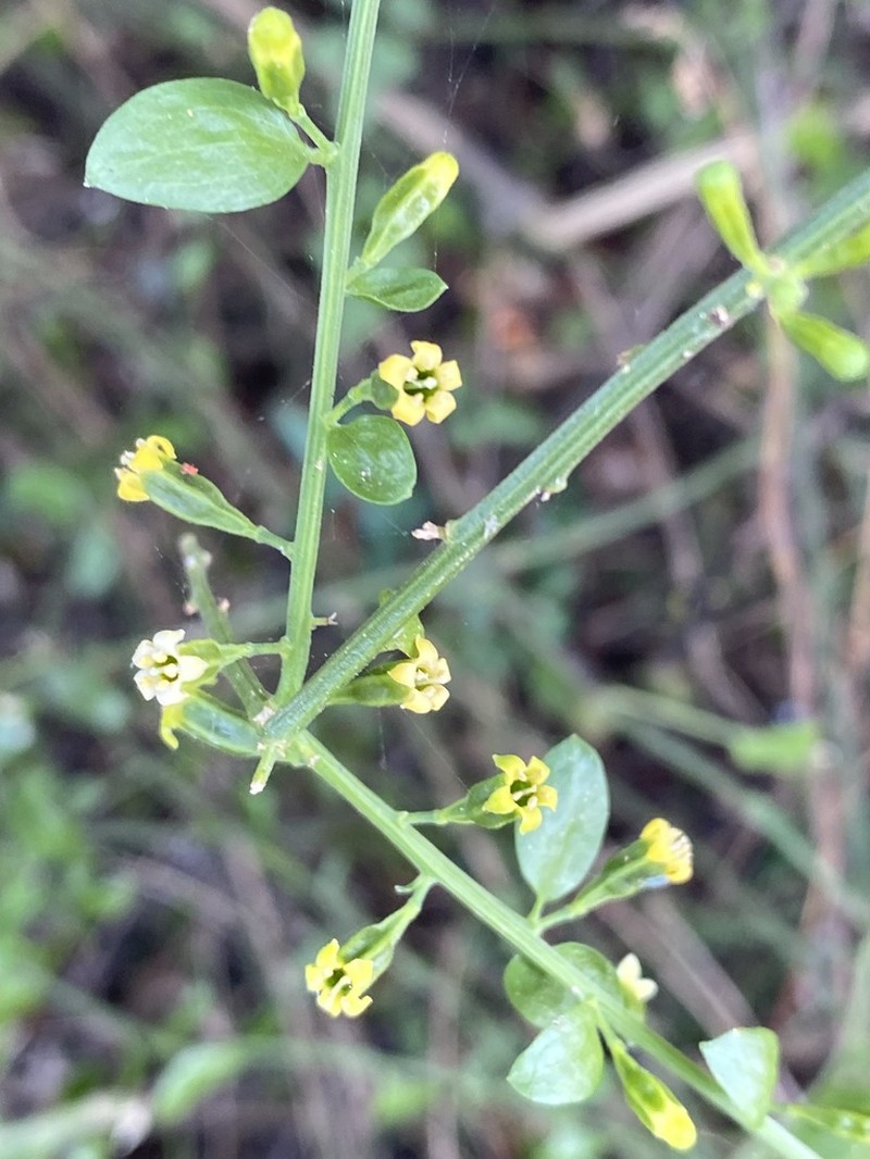 Osyridicarpos schimperianus photo 5