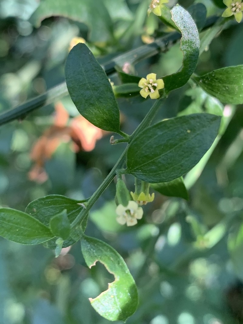 Osyridicarpos schimperianus photo 6