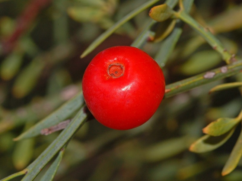 Osyris alba