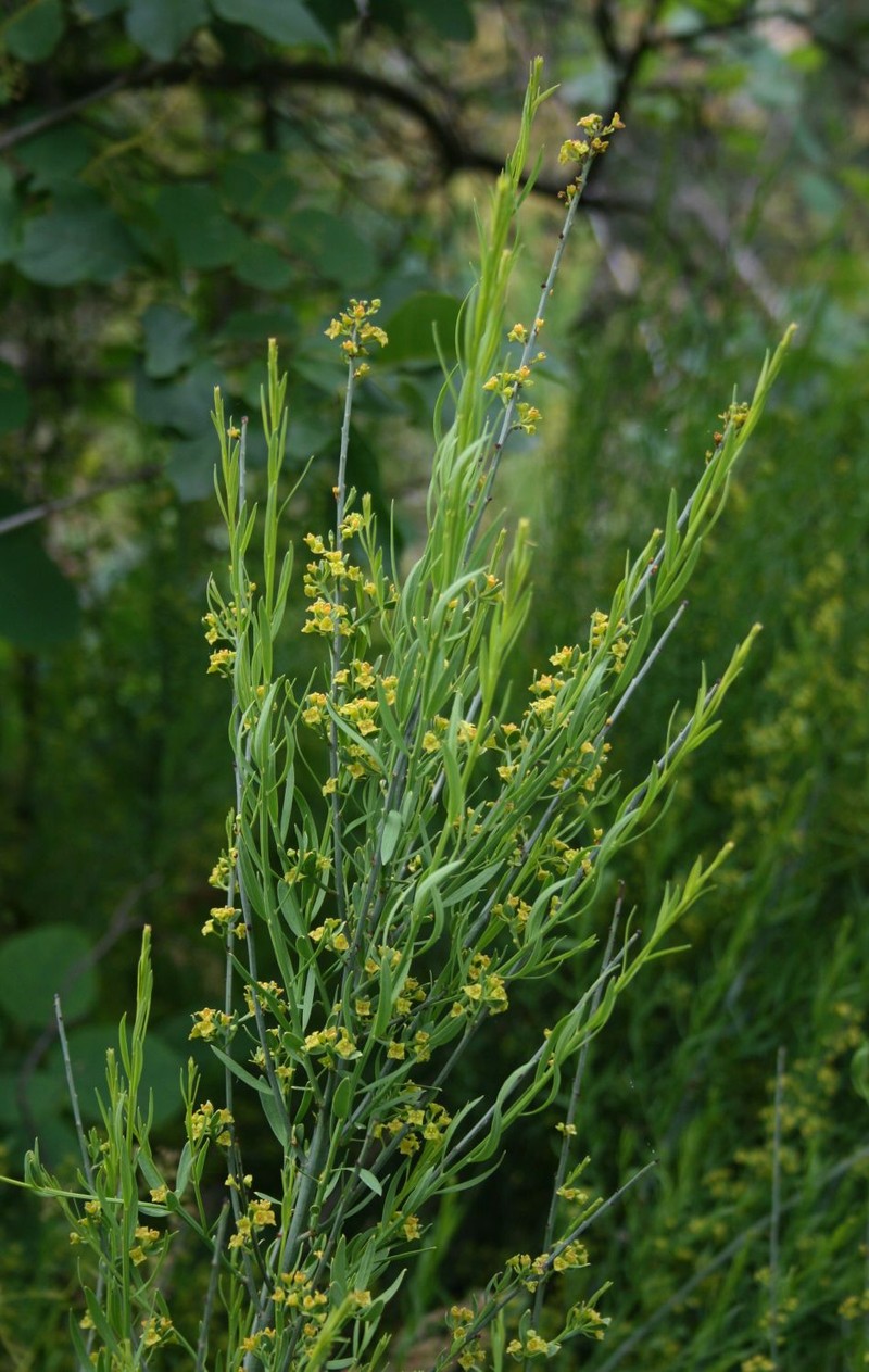 Osyris alba photo 2