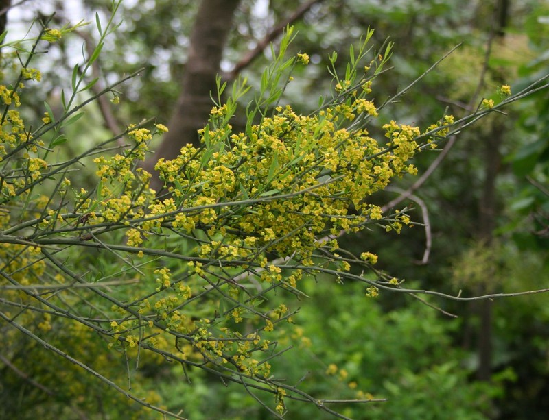 Osyris alba photo 3