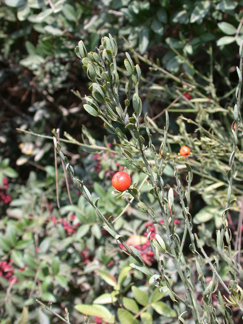 Osyris alba photo 5