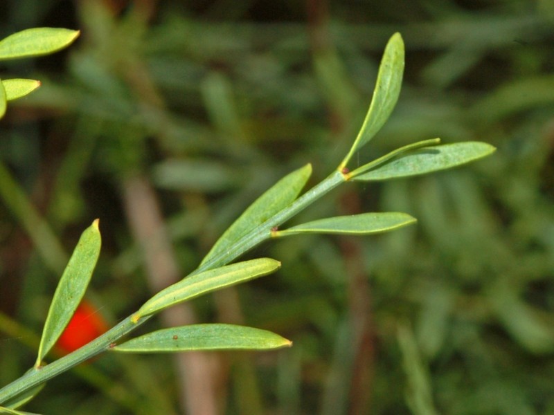 Osyris alba photo 6