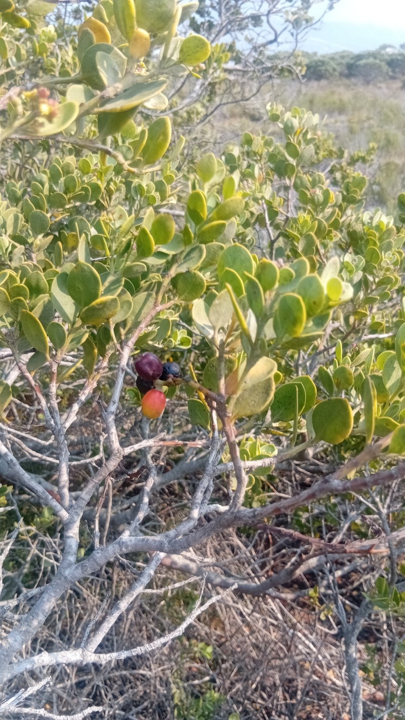 Osyris compressa photo 2