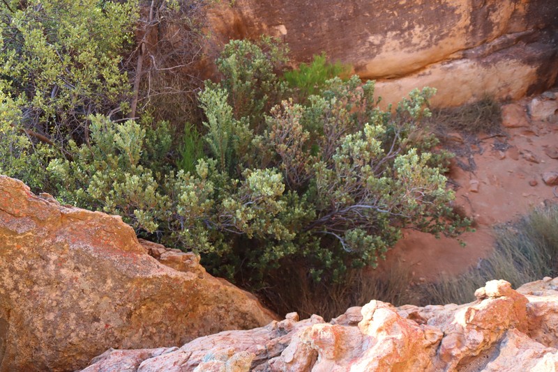Osyris compressa photo 3