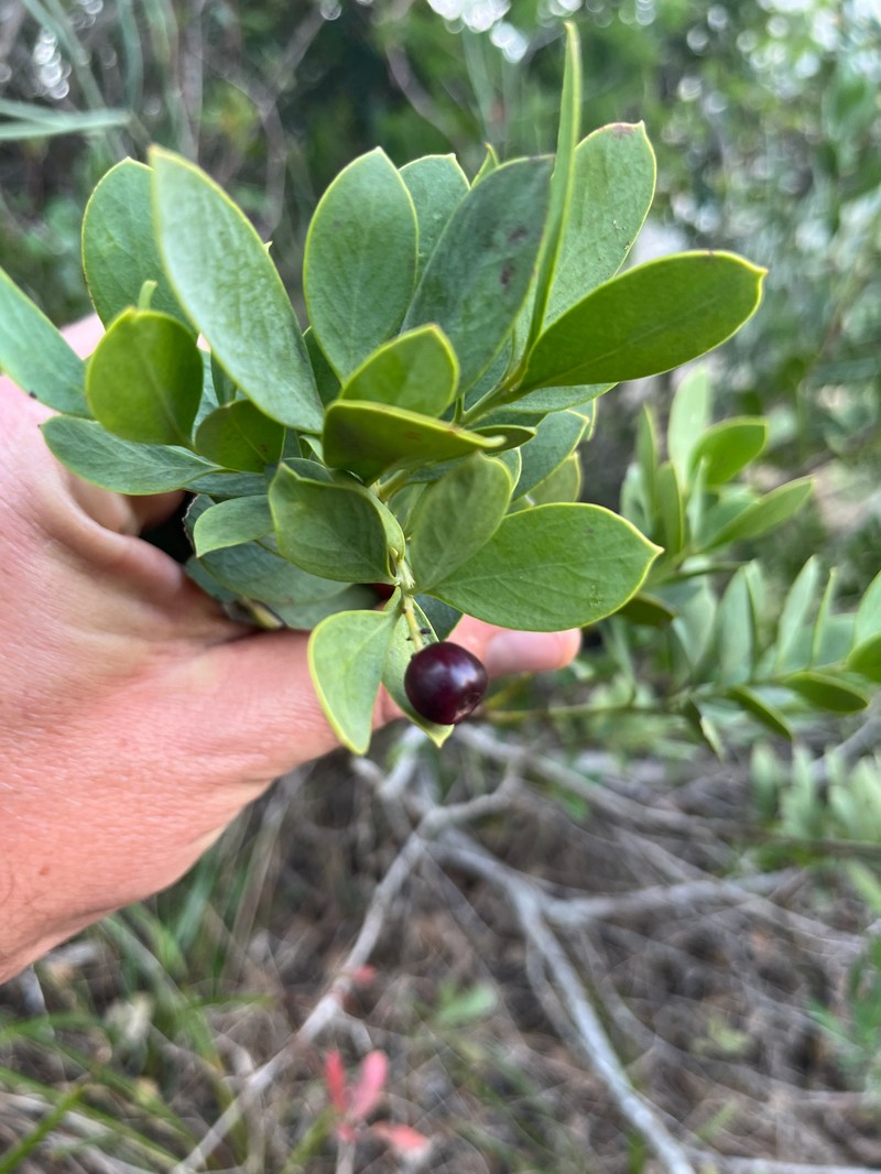 Osyris compressa photo 4