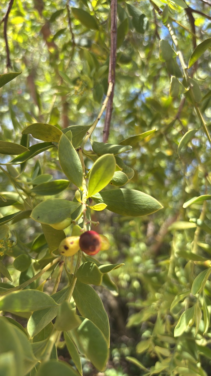 Osyris compressa photo 5