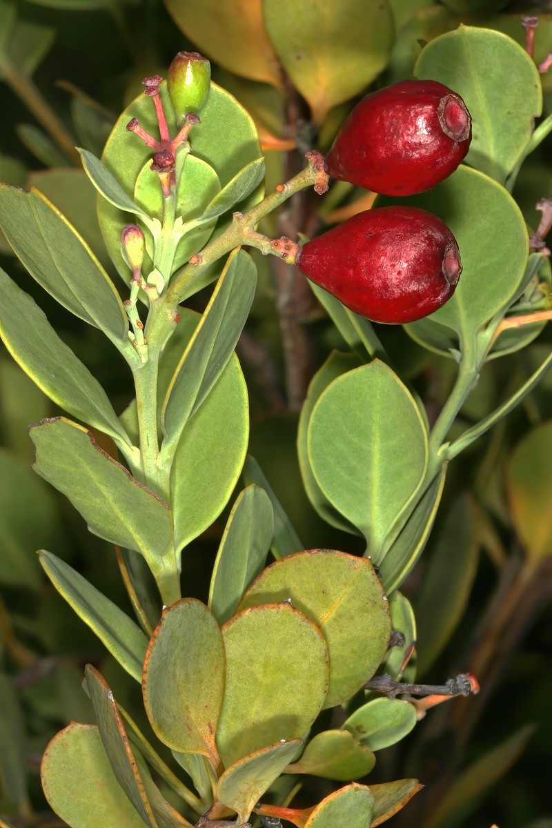 Osyris compressa photo 6