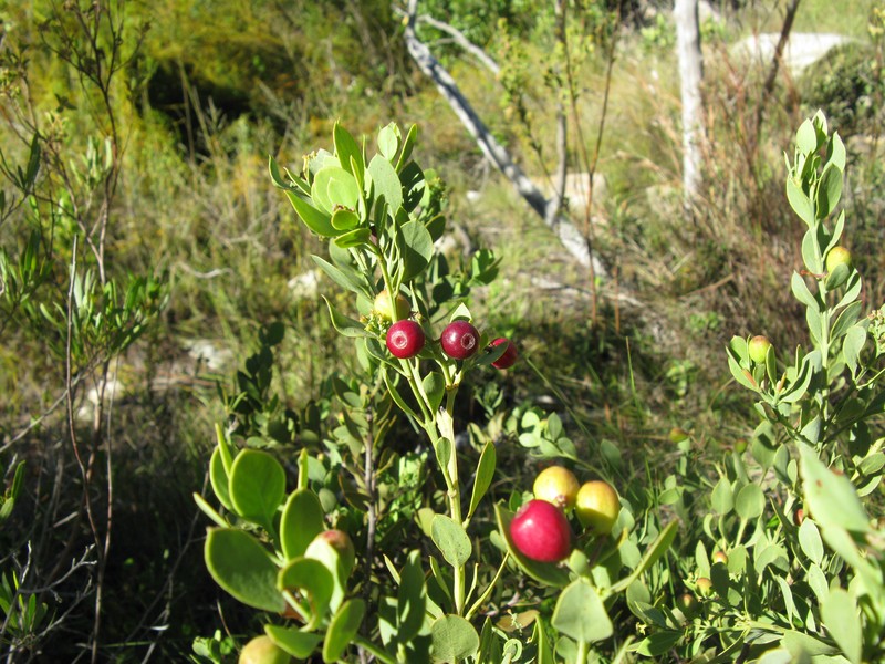 Osyris compressa photo 7